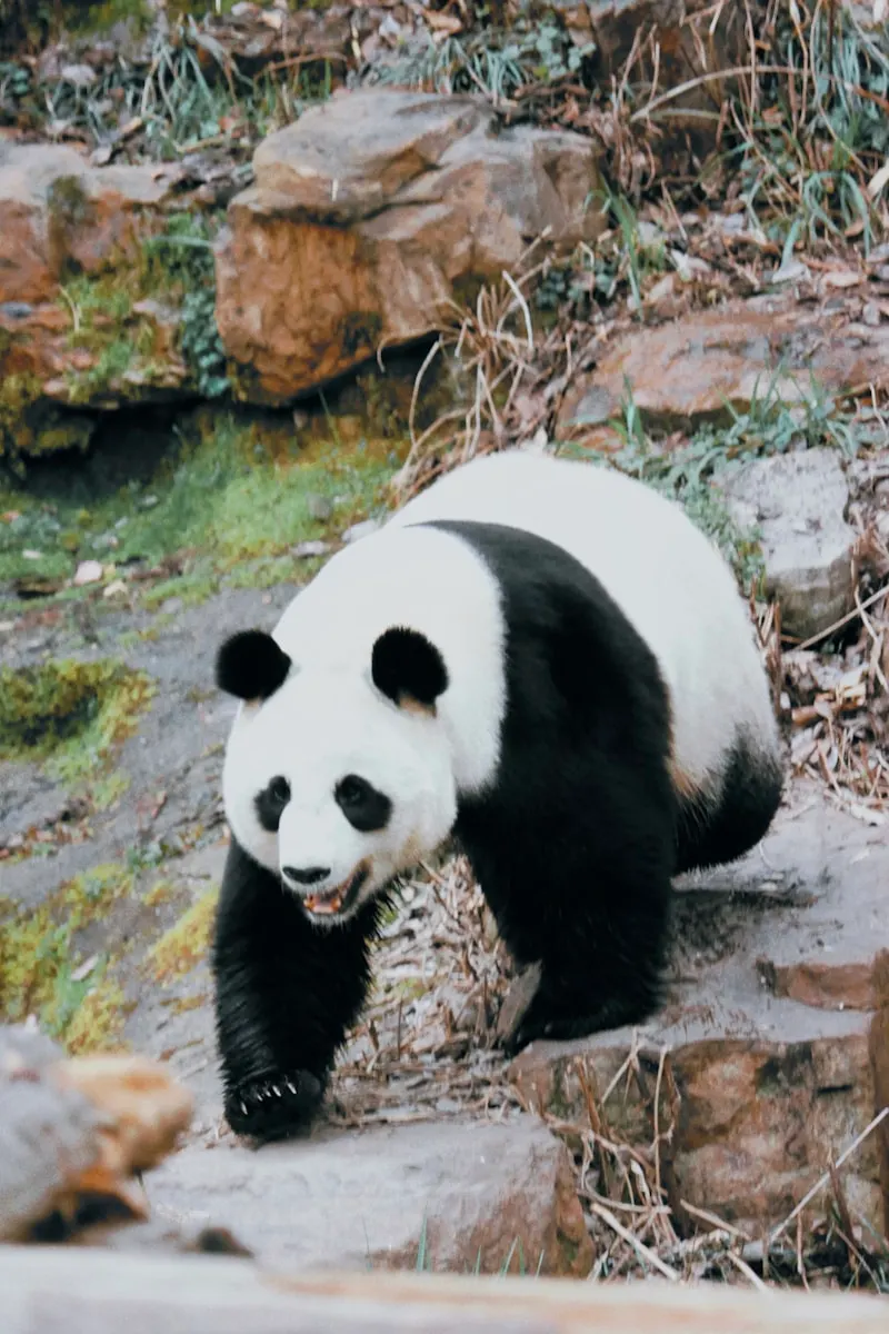 Changsha Ecological Zoo