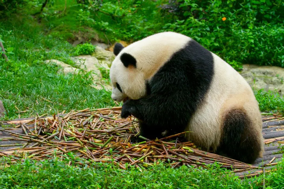 Chengdu Research Base of Giant Panda Breeding