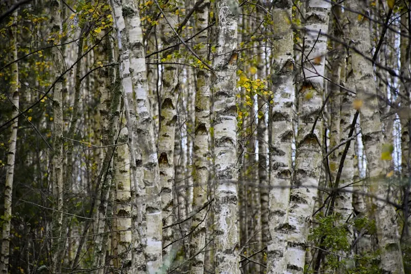 Hailar Birch Forest