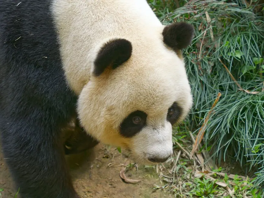 Guangzhou Zoo