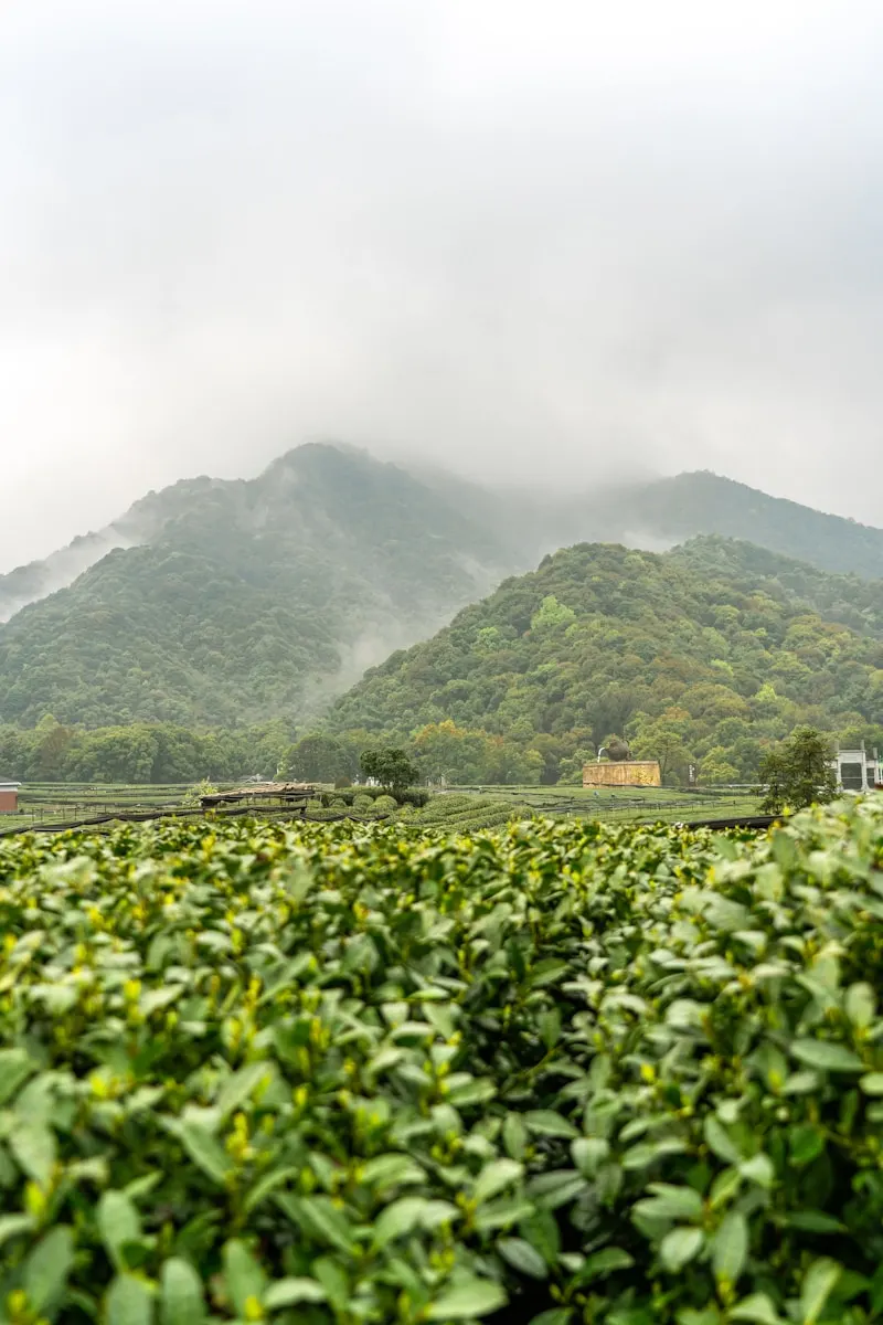 Longjing Tea Village