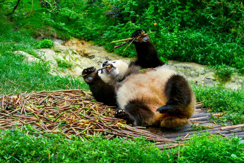Dujiangyan Panda Valley
