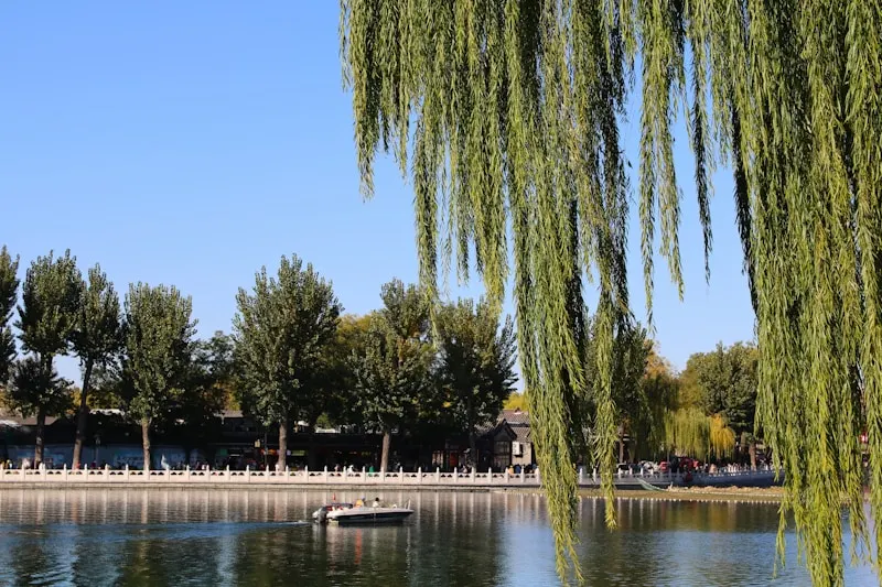 Willow Waves and Orioles