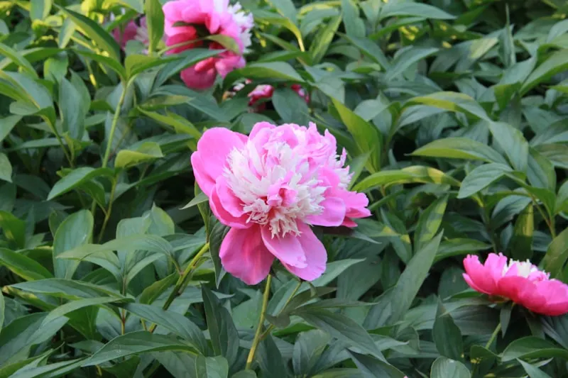 China National Flower Garden