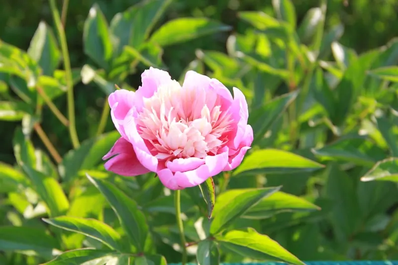 Luoyang National Peony Garden