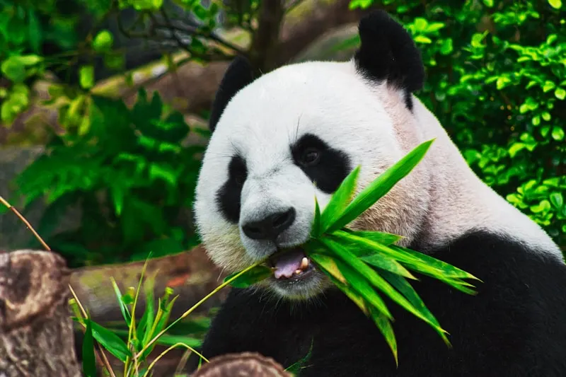 Qinling Wildlife Zoo