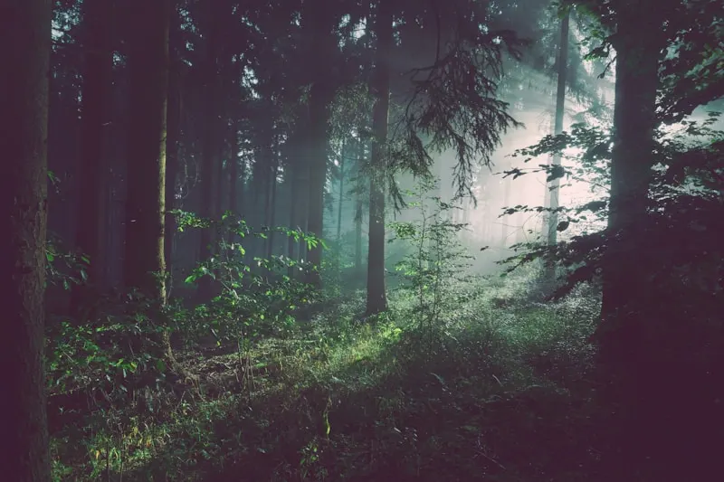 Kanxu Forest