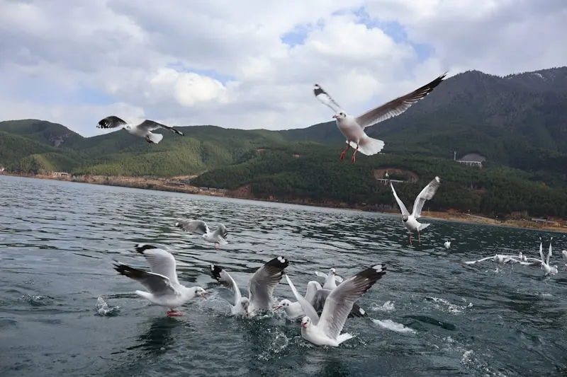 Dianchi Lake
