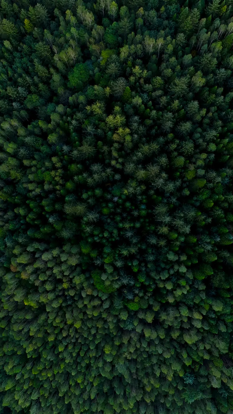 Hailar National Forest Park