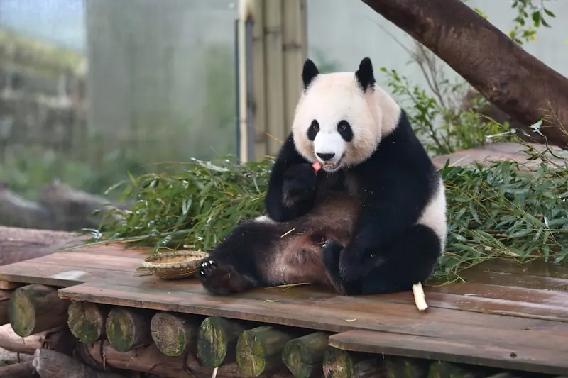 Chongqing Zoo